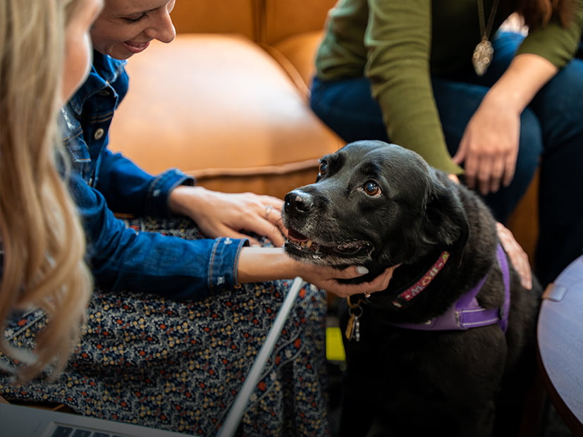 Employees pet a golden retriever in the office lobby